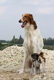 BARZOI 049